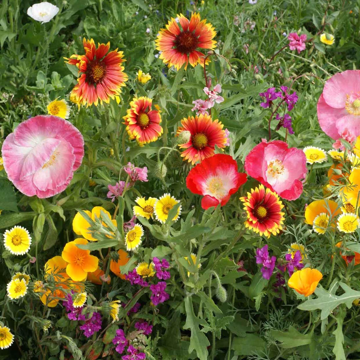 1 LB California wild flower seed from Outsidepride.
