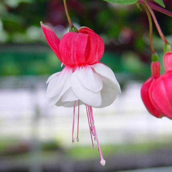 Fuchsia Live Plant, Well-Rooted Plug, Healthy Starter Plants For SALE