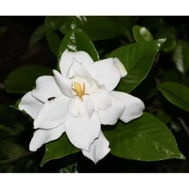 Gardenia jasminoides aka Cape Jasmine 50 Seeds Free Shipping!
