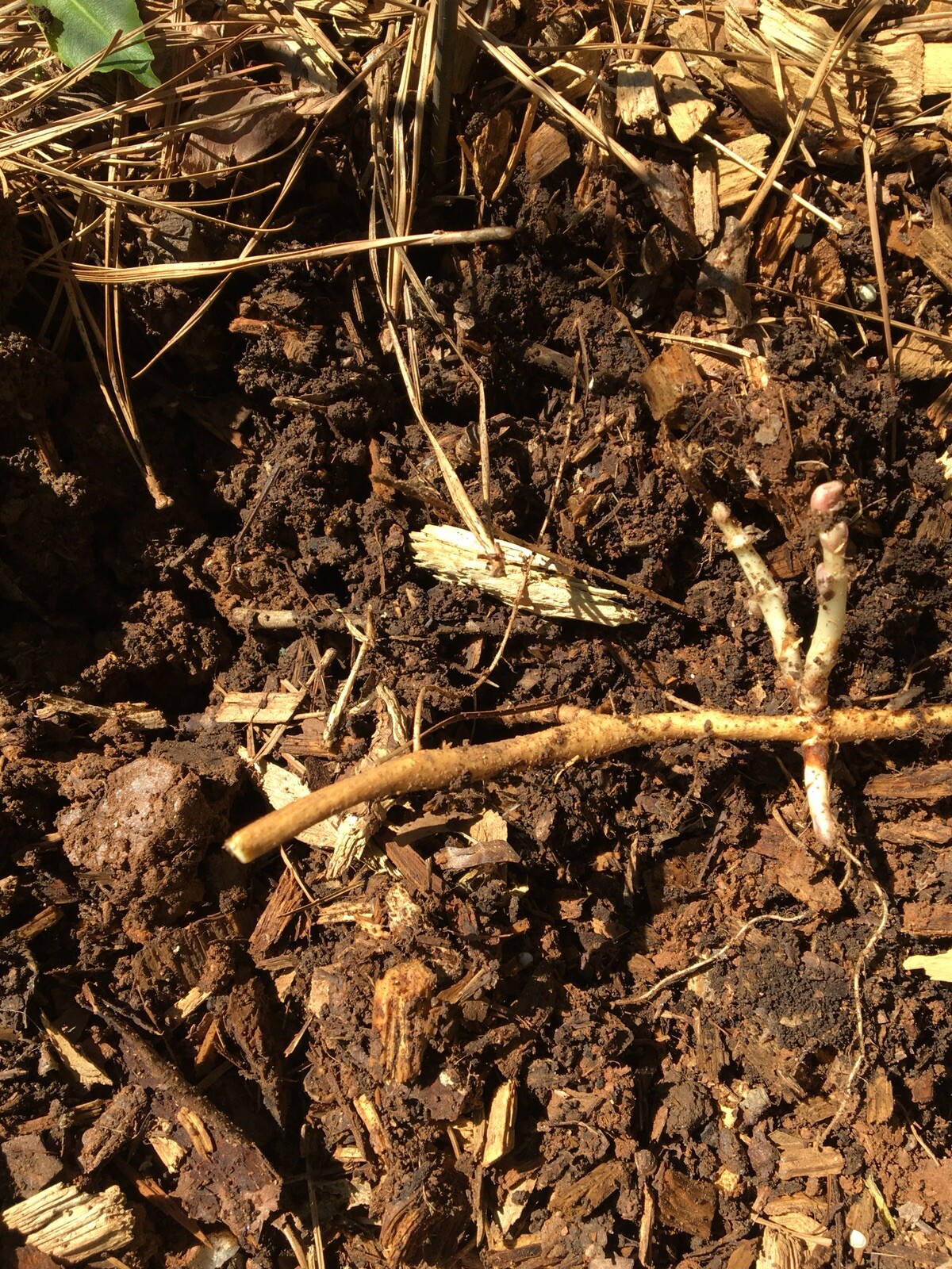 Ideal Mother’s or Father’s Day Gifts. 10 Organic Zeus Hop Rhizomes, $60.