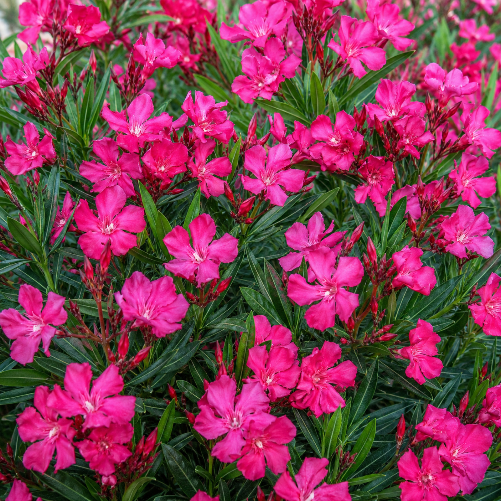 Pink Oleander Live Plant 4-6 Inches Tall Rooted Flowering Shrub