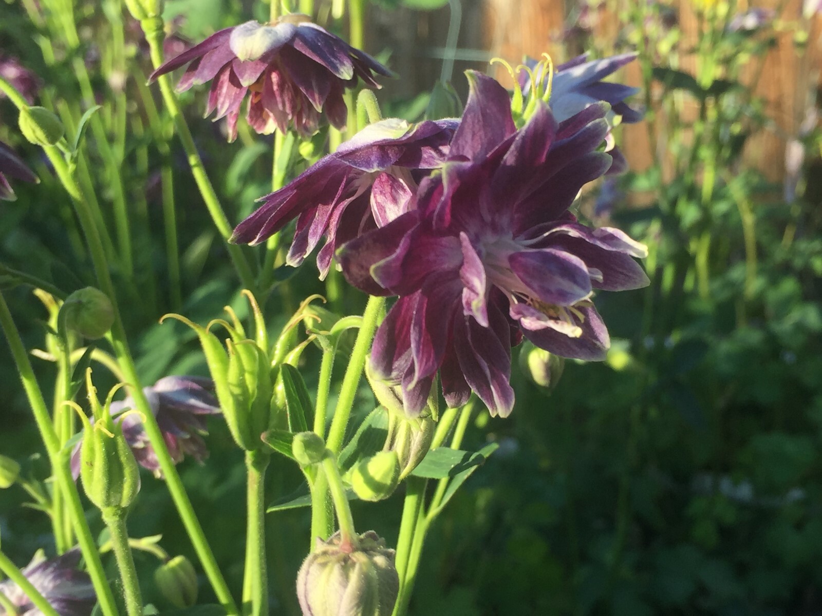 COLUMBINE BARLOW 150 Seeds DARK PURPLE Aquilegia vulgaris Flowers seeds +gift