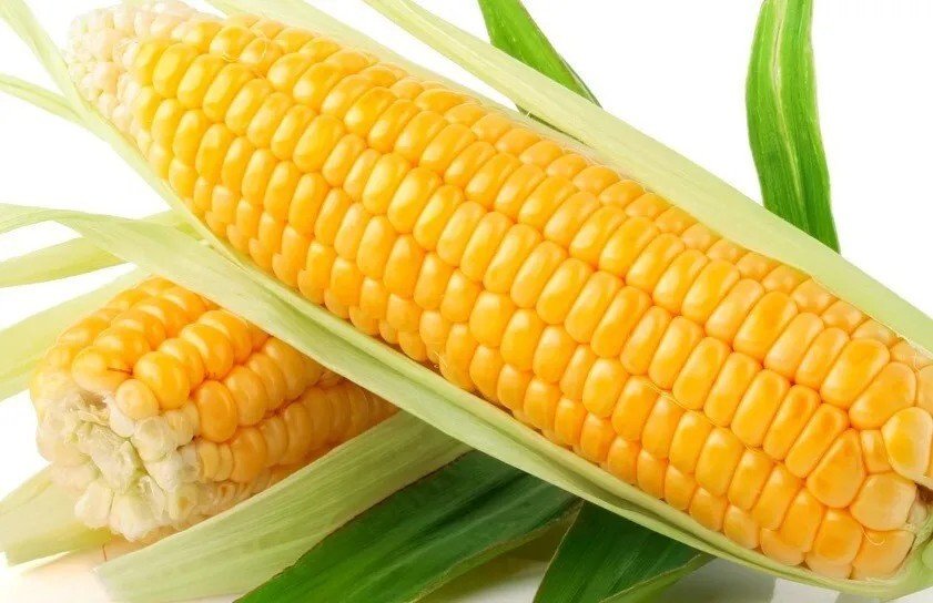 1000+ Sweet Golden Bantam Corn Seeds – Heirloom – Organic – NON GMO —— FRESH