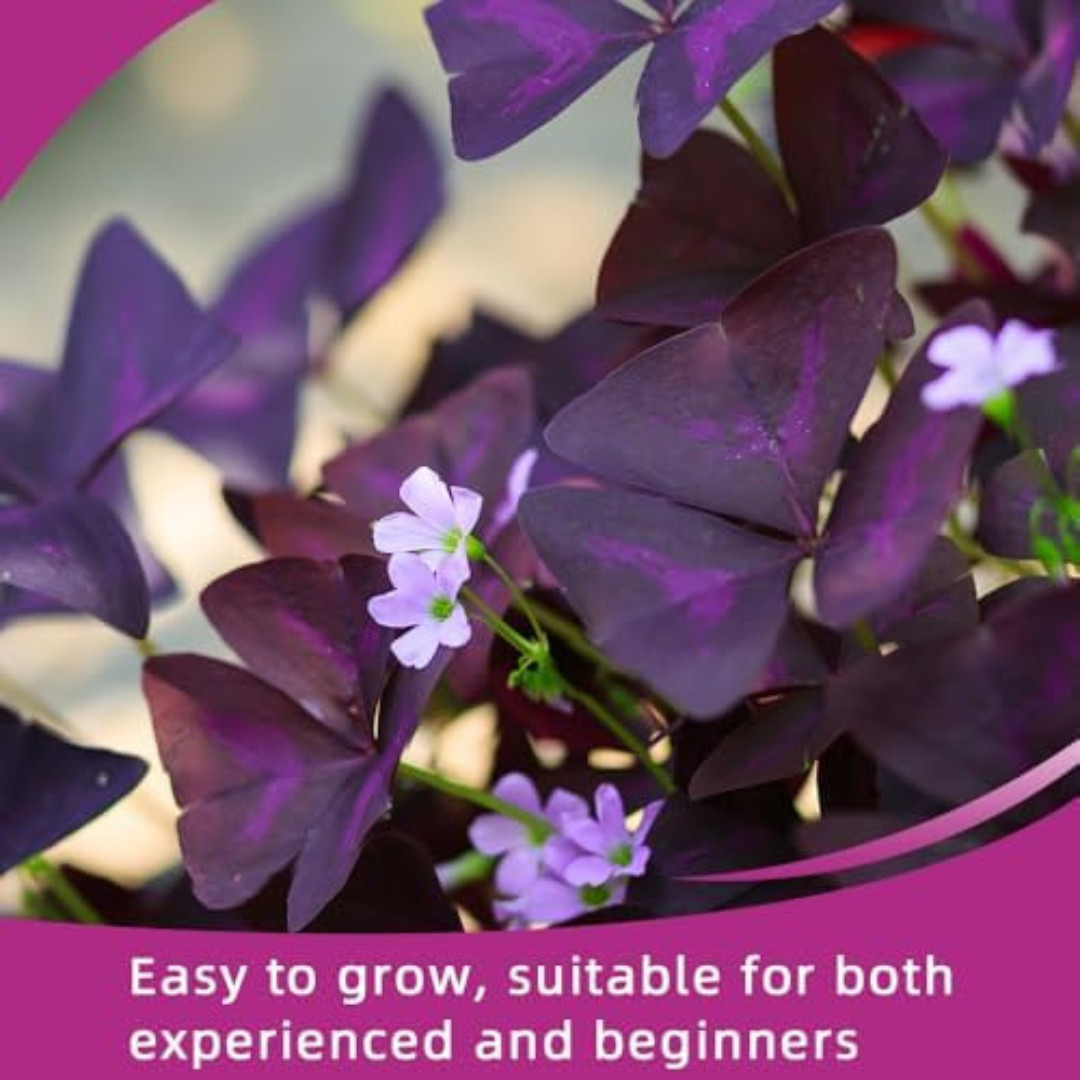 20PCS Purple Shamrocks Bulbs Good Luck Plant Oxalis Bulbs for Planting Oxalis