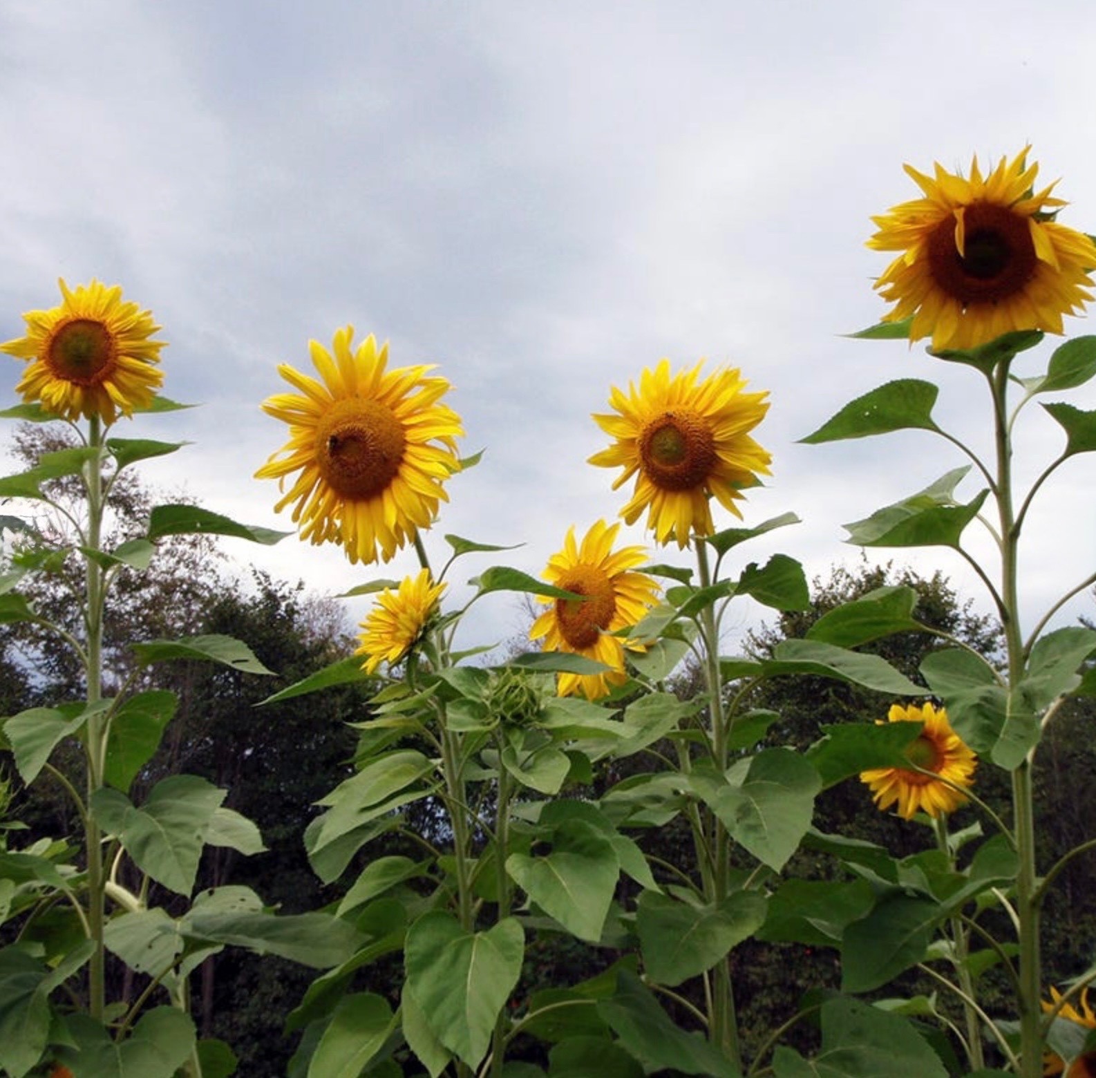 Mammoth Grey Stripe Sunflower – Fresh Seeds – GIANT Heirloom Non-GMO, 🌻 USA
