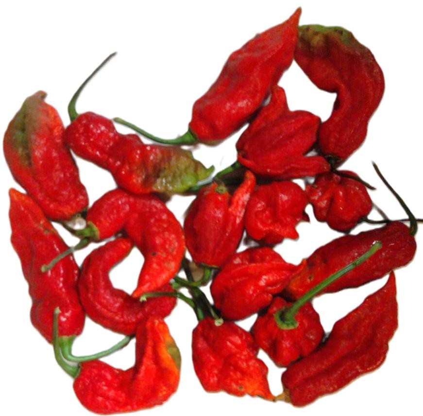 Ghost Pepper Seeds, Bhut Jolokia, EXTREMELY HOT PEPPER