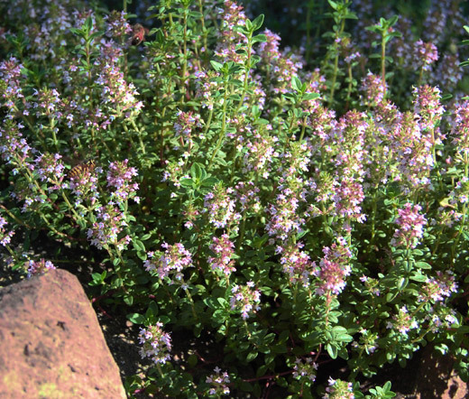 CREEPING THYME Ground Cover Thymus Serpyllum – 55,000 Bulk Seeds