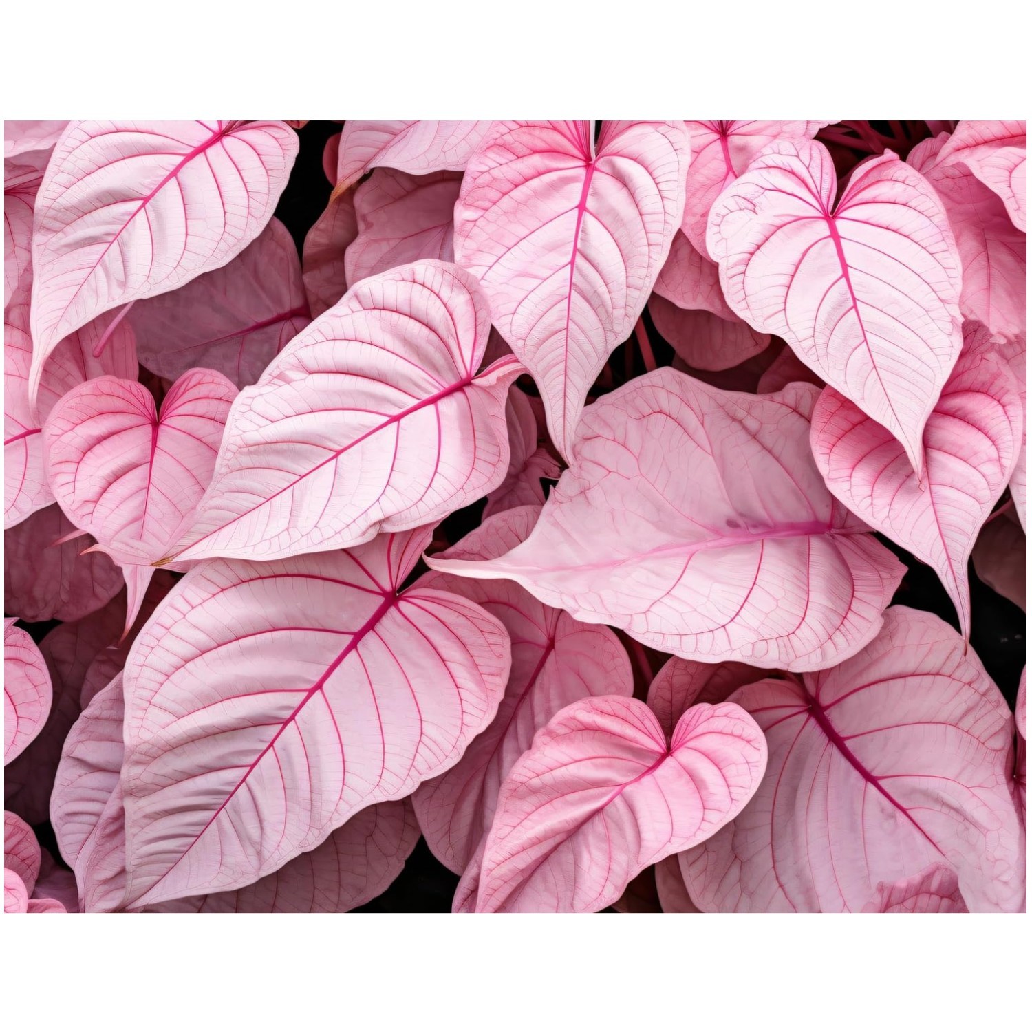 Colorful Caladium Bulbs – Hosta, Elephant Ears, Fancy Mix
