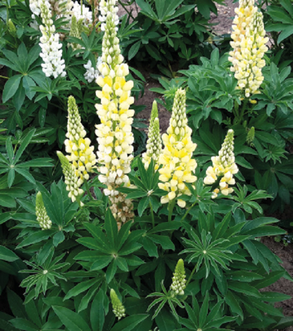 Lupine Seeds Lupini Yellow 25 Seeds Perennial Seeds Lupinus Seeds