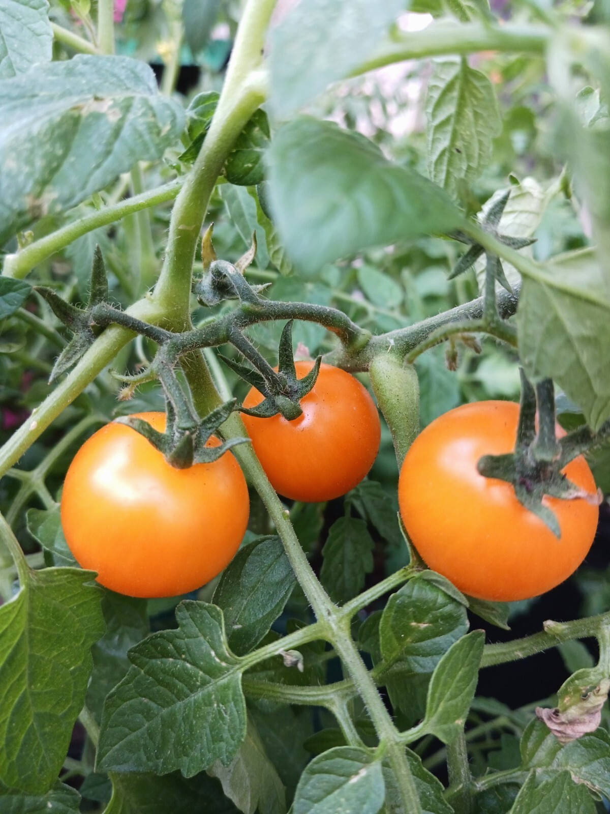 *NEW* 2023* ORGANIC SUN SUGAR CHERRY TOMATO 15 FRESH SEEDS SWEET SUMMER *2023*