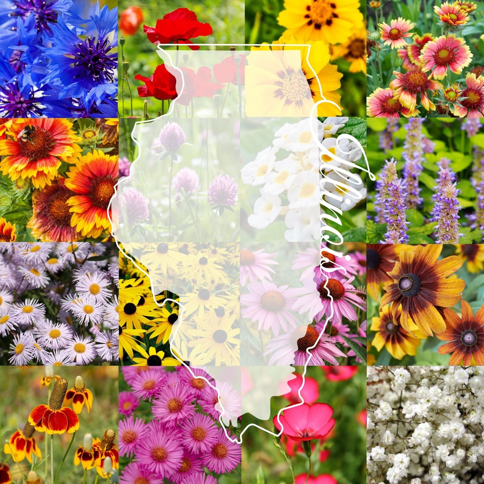 1 Pound Illinois Bulk Wildflower Seed Mix 1lb Covers 2,000sq-ft