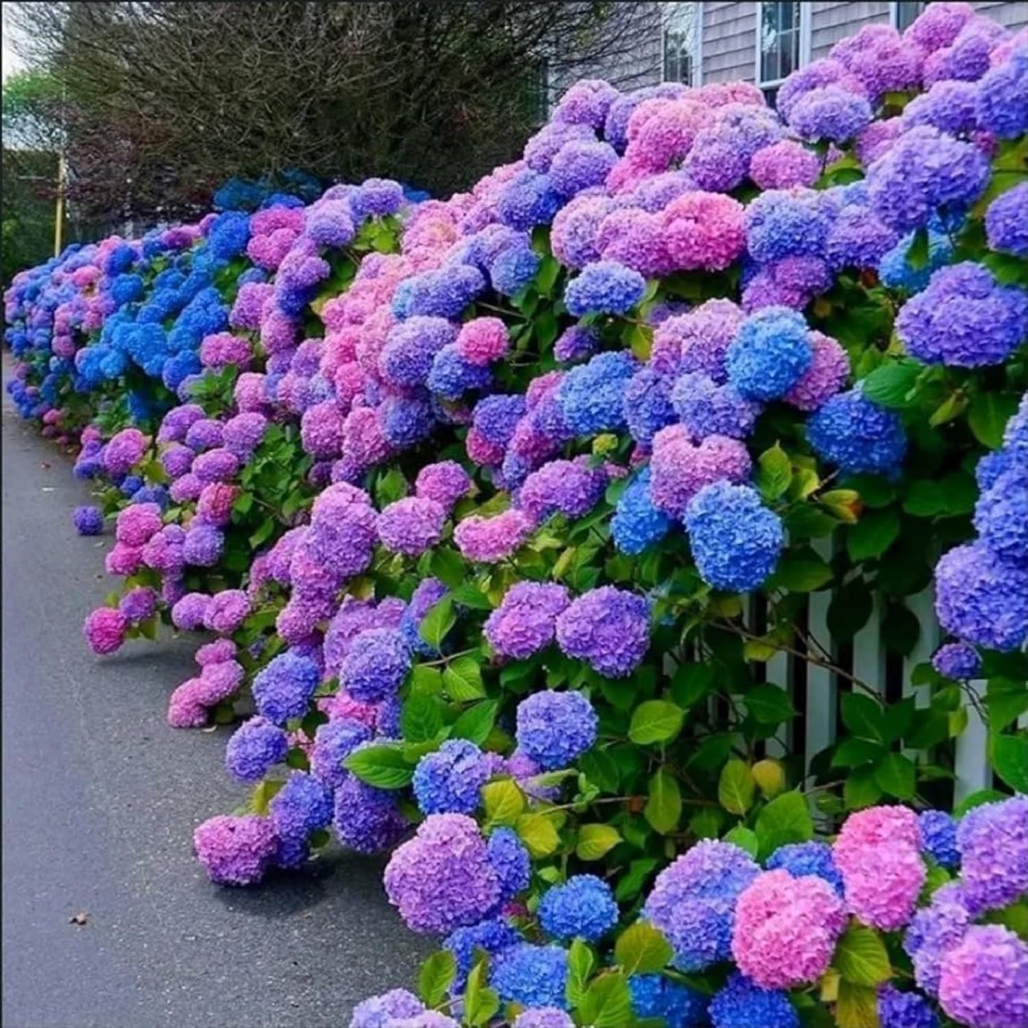 50Pcs Mixed Hydrangea Flower Seeds â€“ Colorful Hortensia Garden Seeds for Pl…