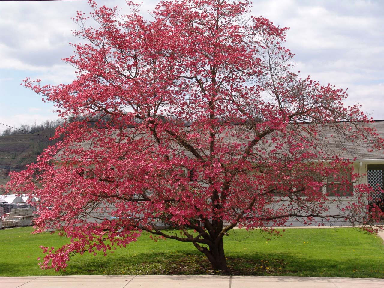 Red Flowering Dogwood, Cornus florida rubra, Tree Seeds (Showy Flowers, Hardy)