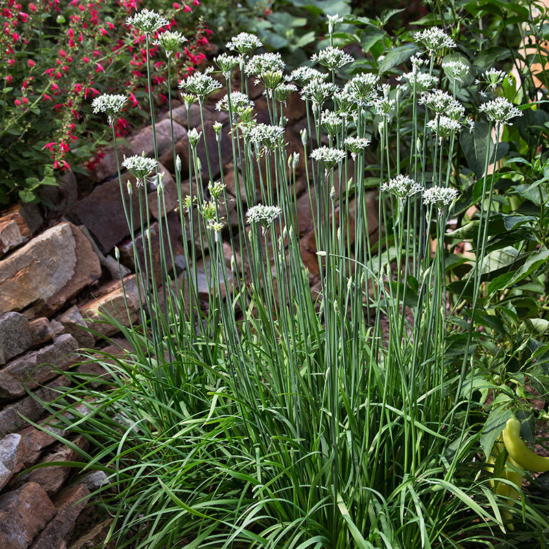Organic Garlic Chive .75gr 500 seed perennial herb Allium Schoenoprasum