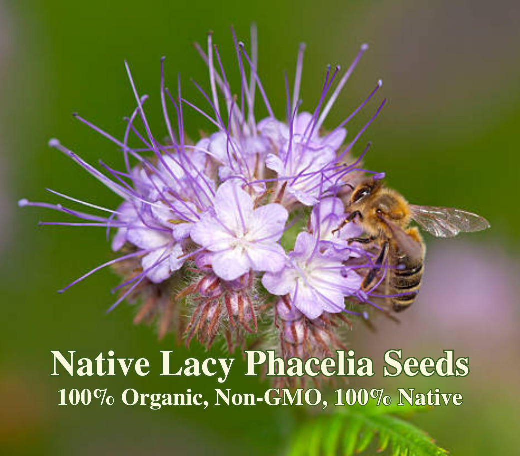 Butterfly Garden Seed Mix – Native California Wildflowers