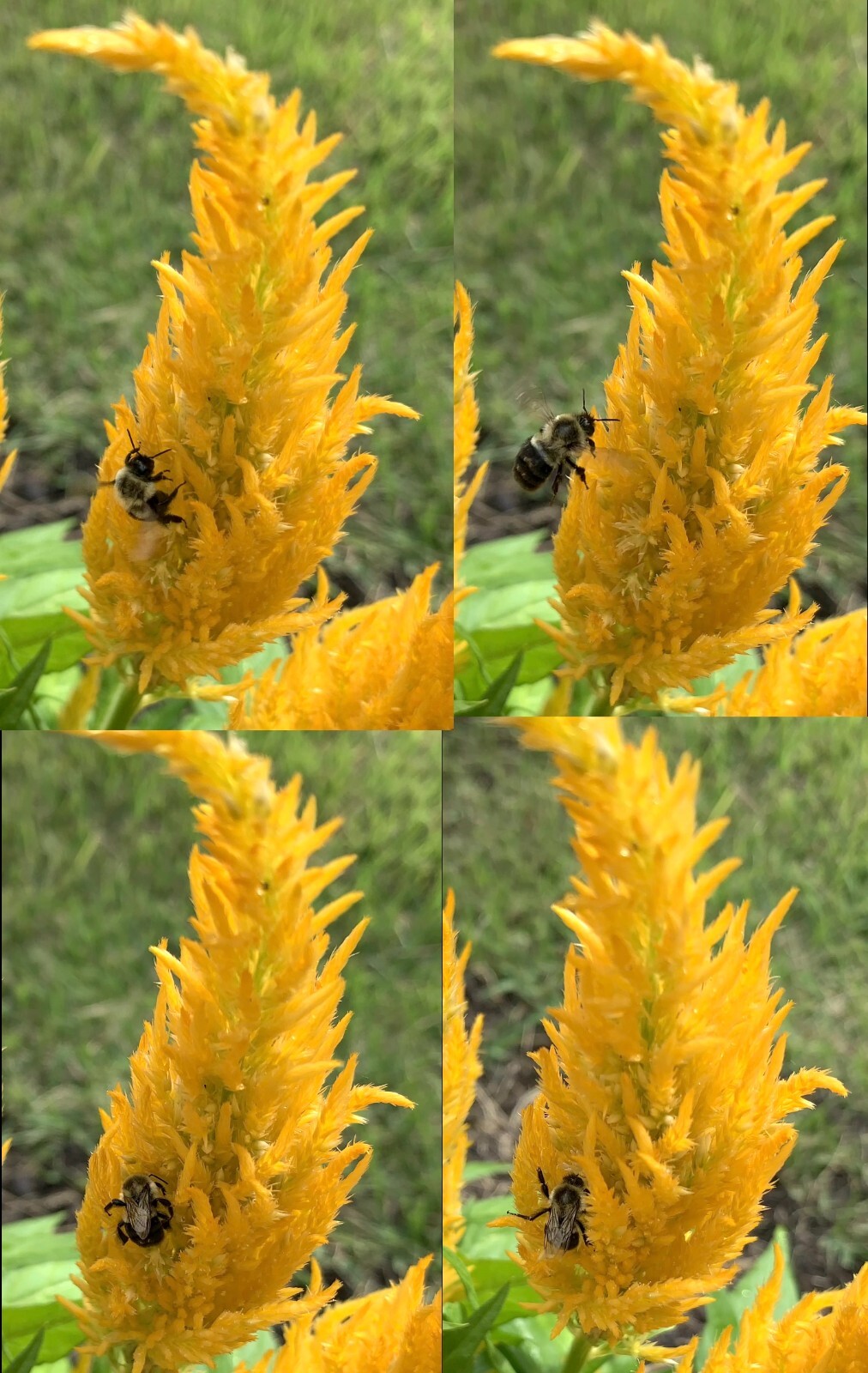 Celosia seeds (open-pollinated) – from yellow plants
