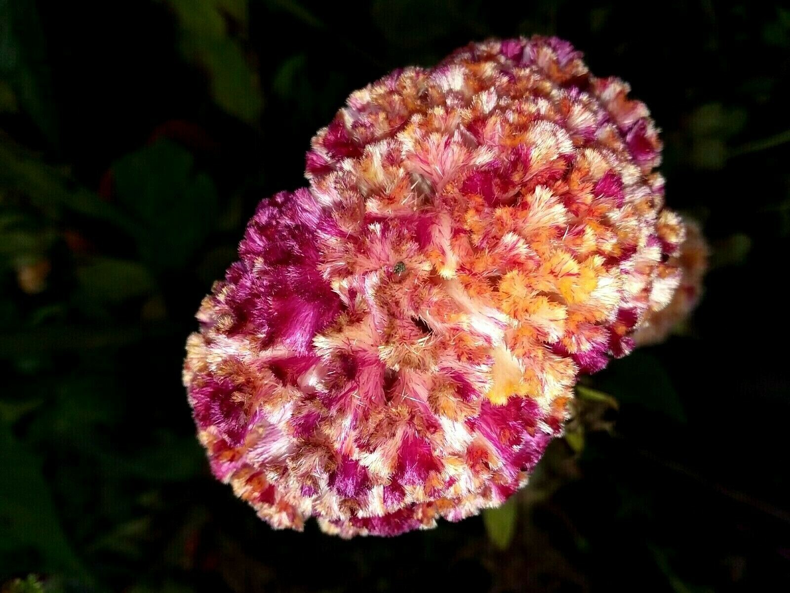 Yellow/Red Marble Brain Celosia 25 SEEDS 4 ft. tall Comb. S/H See Our Store