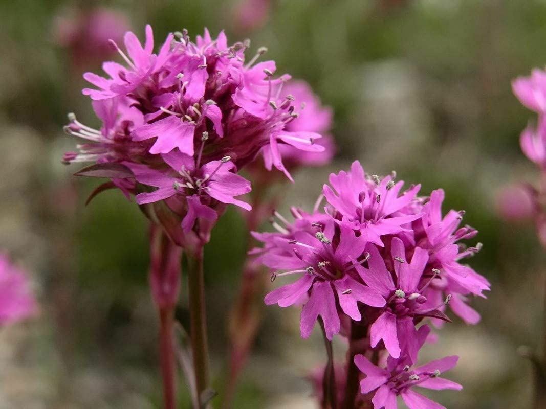 Catchfly Flower Seeds, “COOL BEANS N SPROUTS” Brand. Home Gardening.
