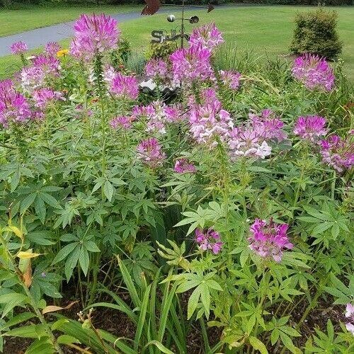 CLEOME Spider Flower Seeds 300+ Mixed Colors Pink, White, Purple Easy to Grow