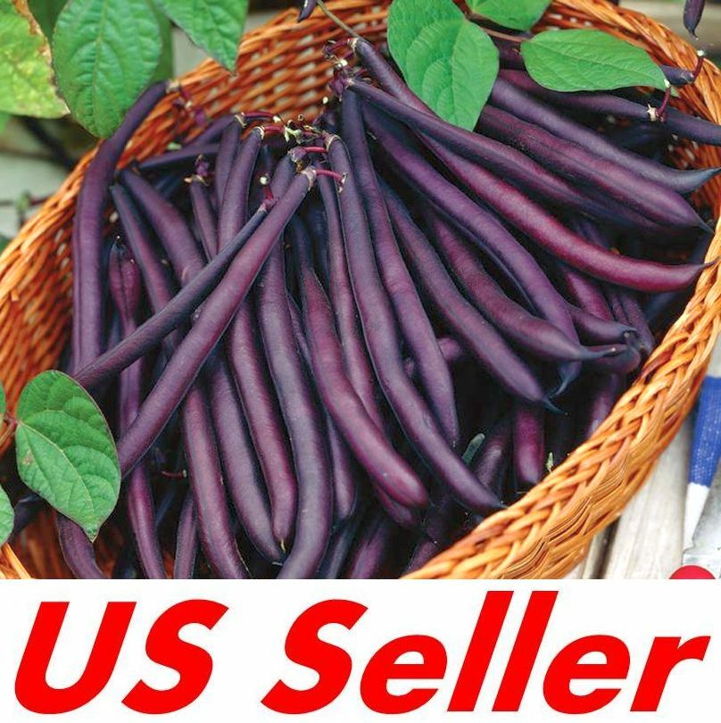 35 Seeds, Royal Burgundy Bush Garden Bean Seeds E131.5