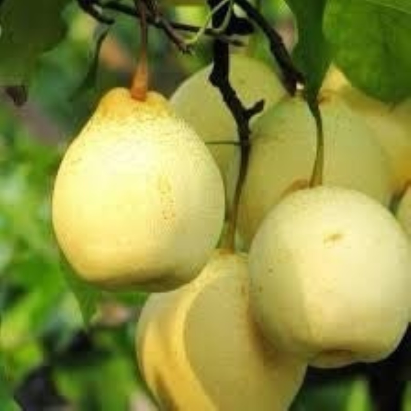 2 ft tall Asian Pear, ‘Ya Li’ (Pyrus ussuriensis) Grafted tree, in a 2 gallon