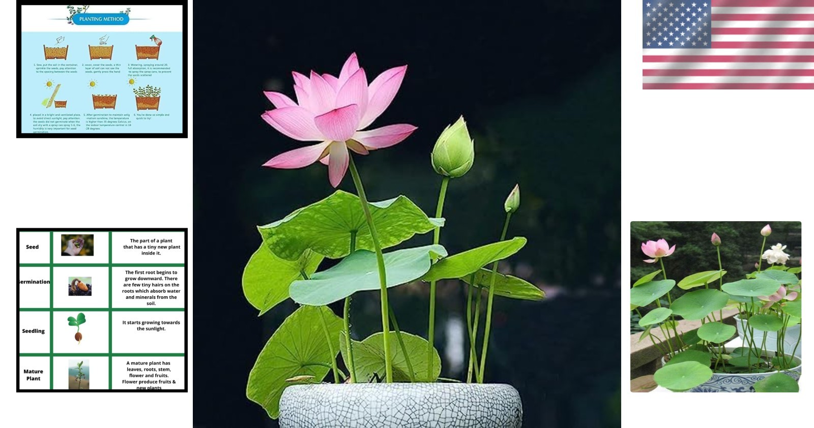 Flowering Aquatic Bonsai Lotus Seeds – 10 Count, Easy to Grow Indoors & Outdoors