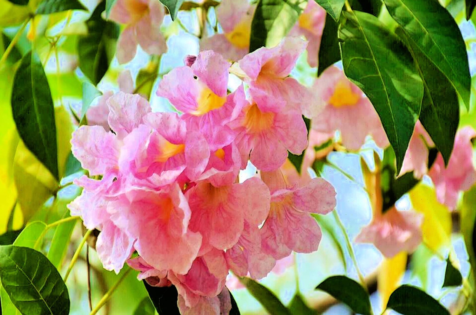 Pink Trumpet Tree Seeds for Planting – 30 Seeds – Tabebuia rosea