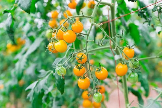 30 Sungold Cherry Tomato Seeds – Free Shipping Organic NonGMO