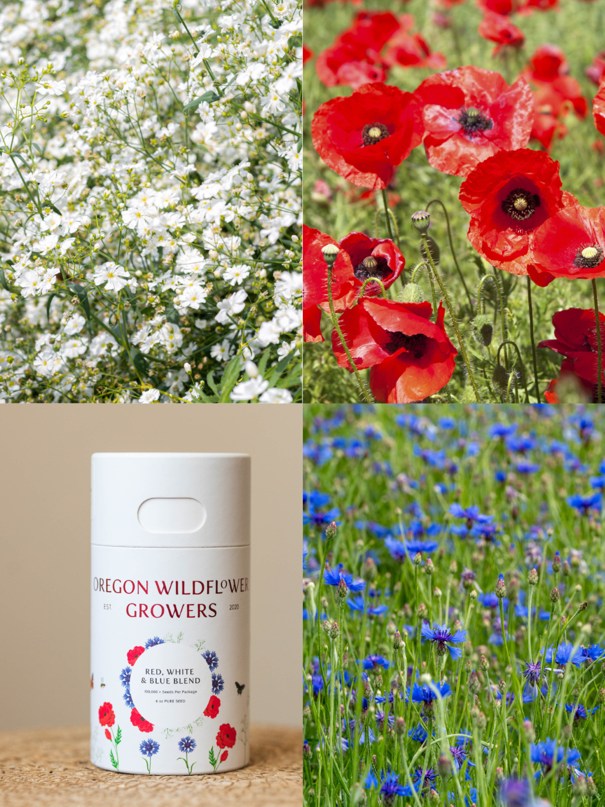 Red White & Blue Wildflower Blend 100,00+ Seeds. America Lovers Mix ❤️🤍💙 🇺🇸