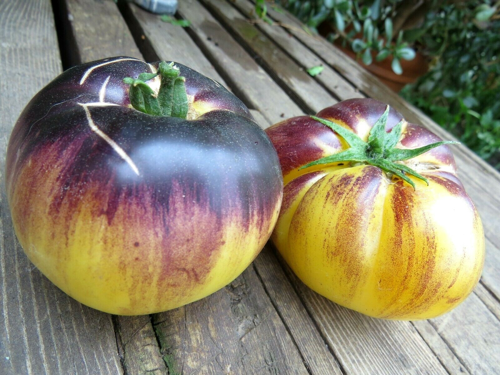 Sart Rolaise – spectacular color and flavor to match