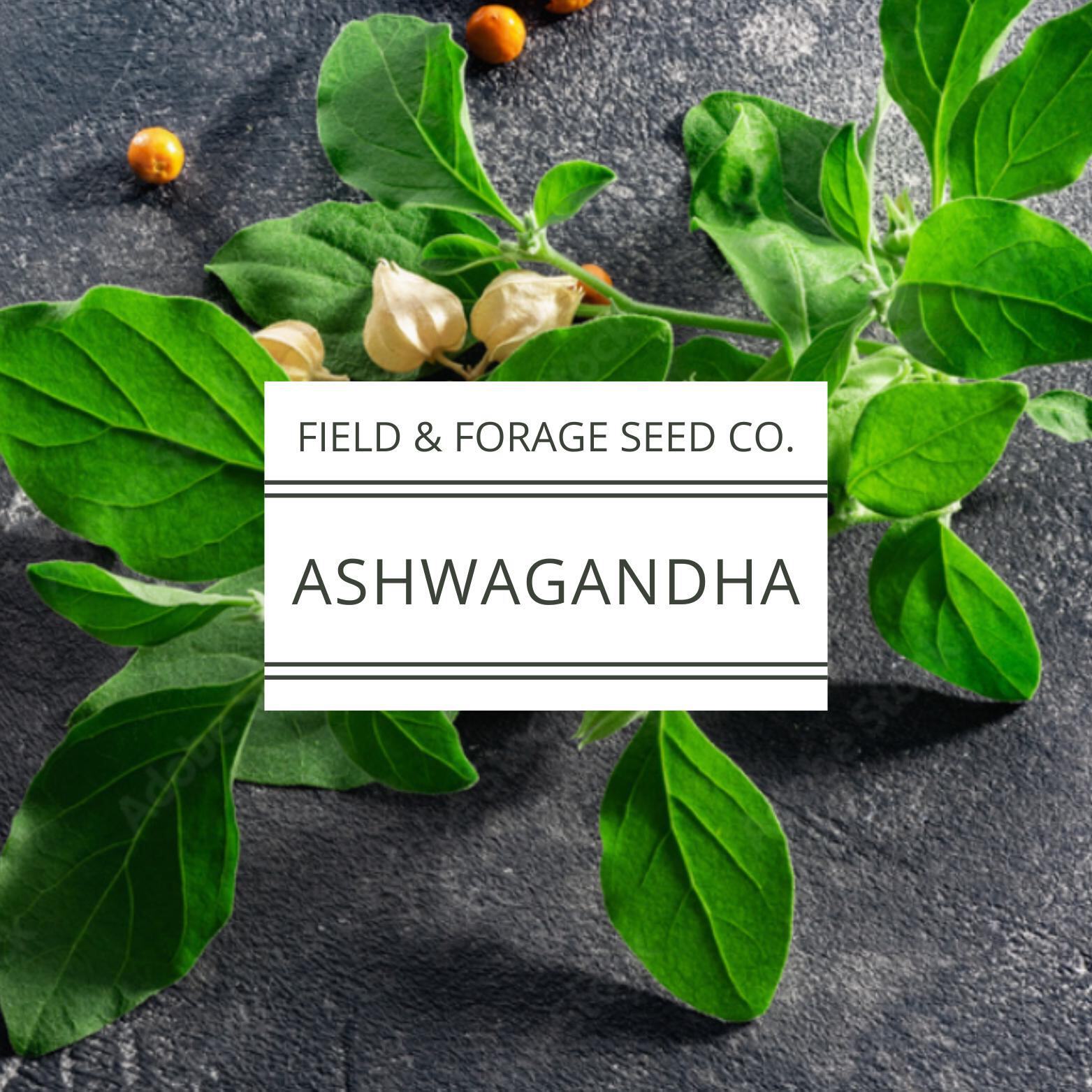 Ashwagandha Seeds | Withania somnifera | Heirloom | Non-GMO Herbal Gardens | 30