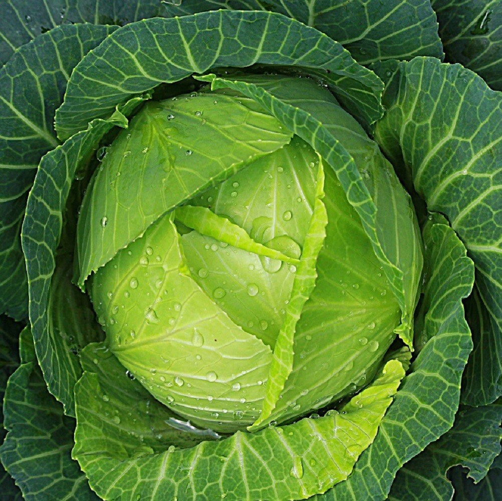 Copenhagen Cabbage Seeds | NON-GMO | Heirloom | Fresh Vegetable Seeds