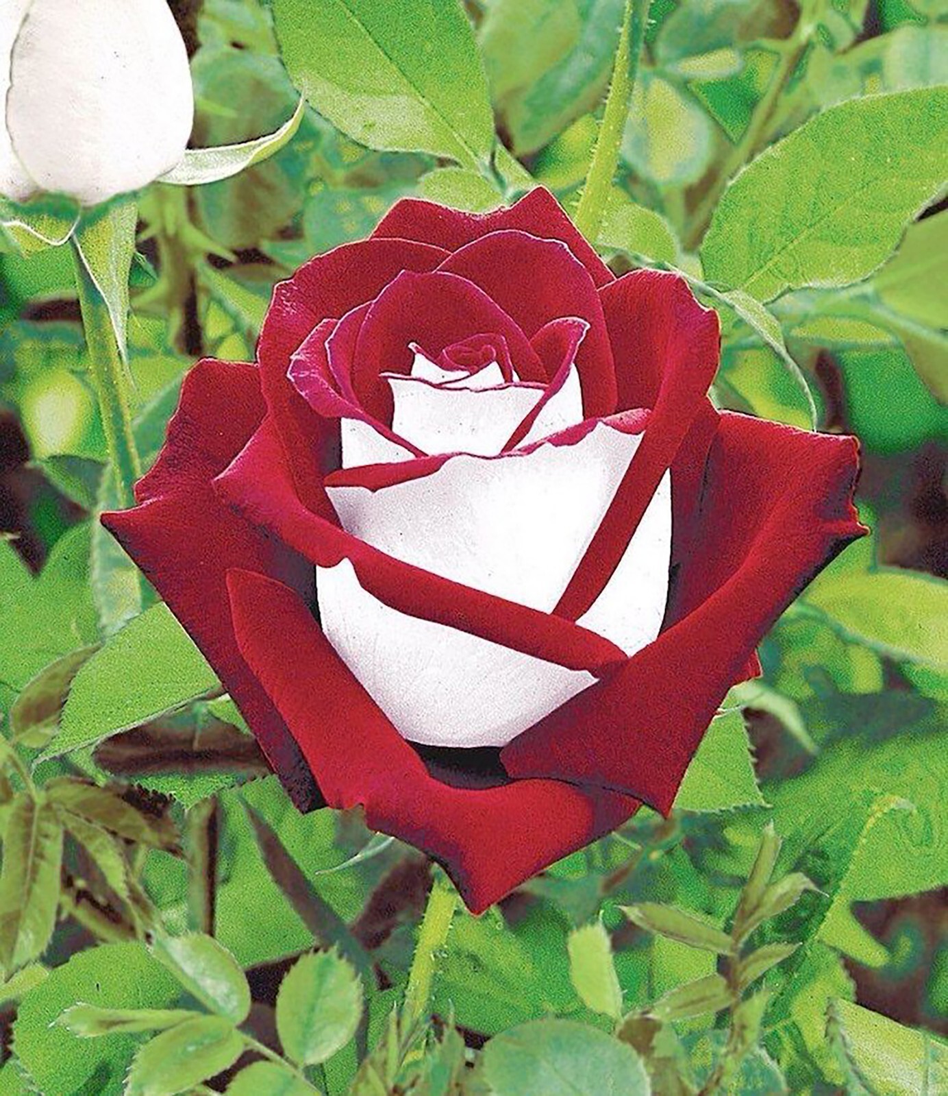 Midnight Blue, Black, Duo Color Rose 100 Seeds~ Rare-Free Shipping-USA Seller