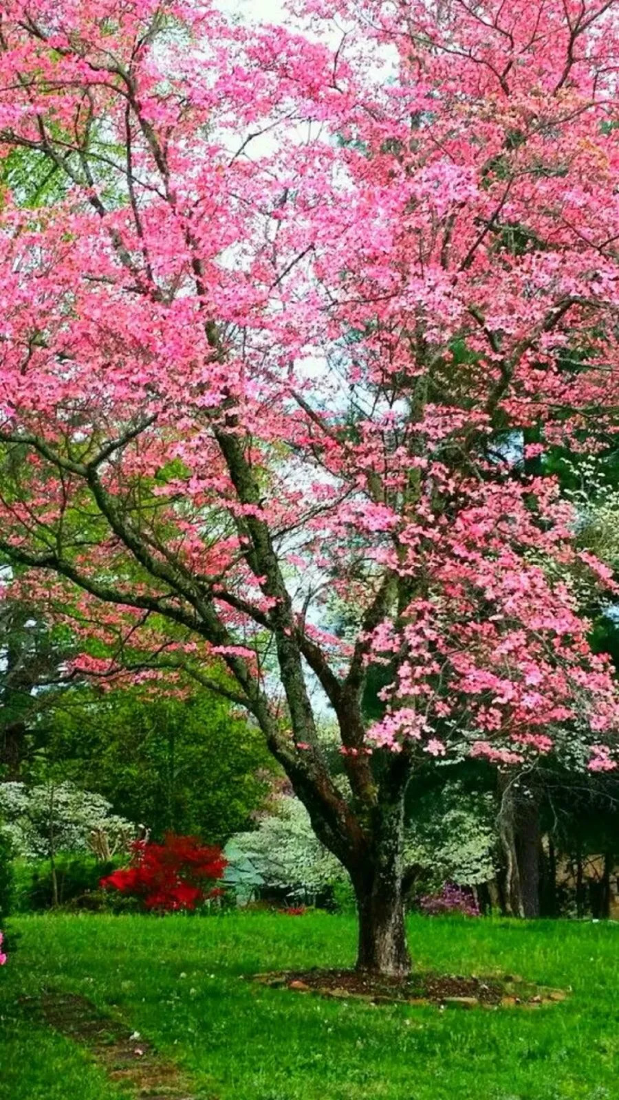 Princess Tree {Paulownia tomentosa} 50+ SEEDS USA POST