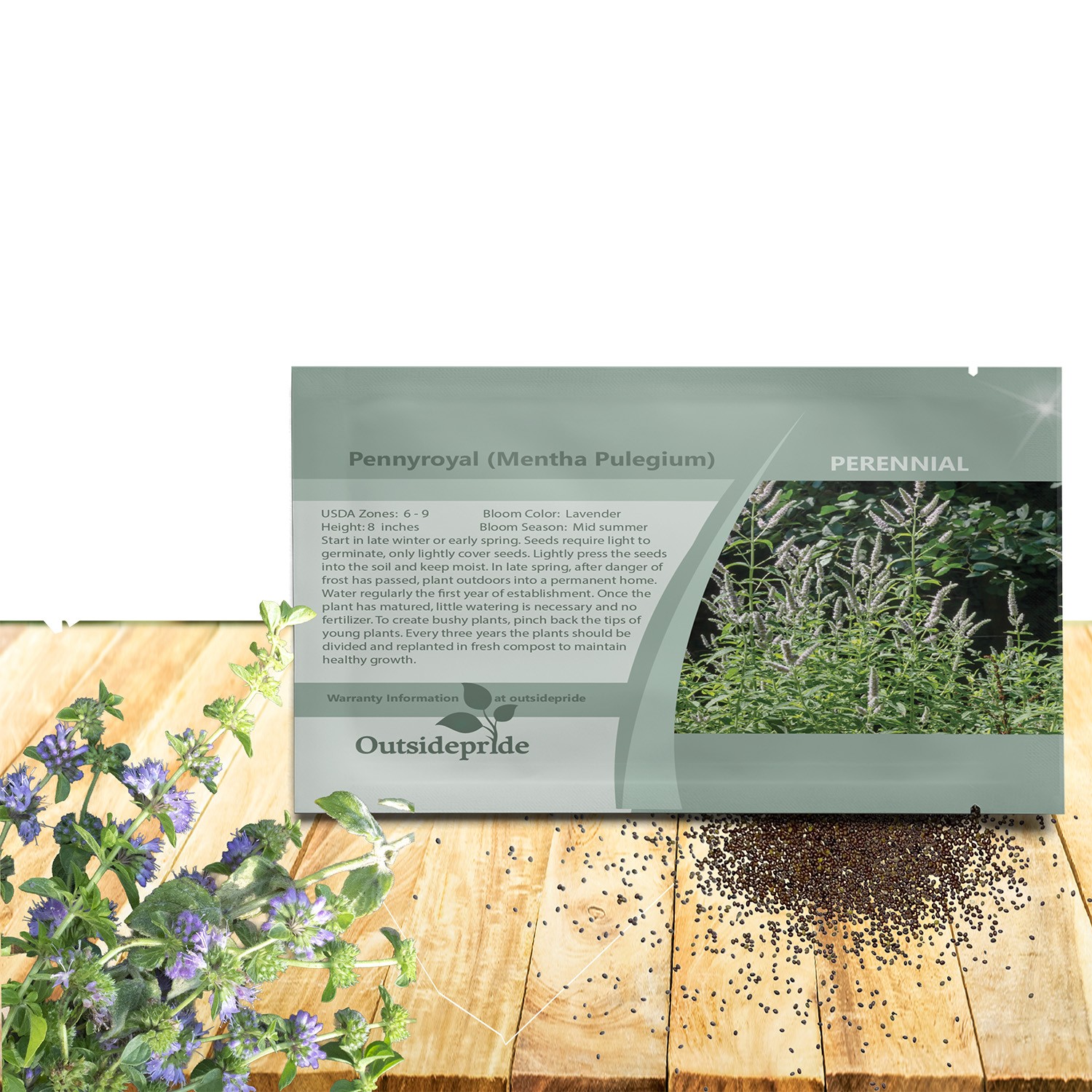 10000 Seeds Pennyroyal Flower Seeds – Mentha Pulegium Pennyroyal Seeds