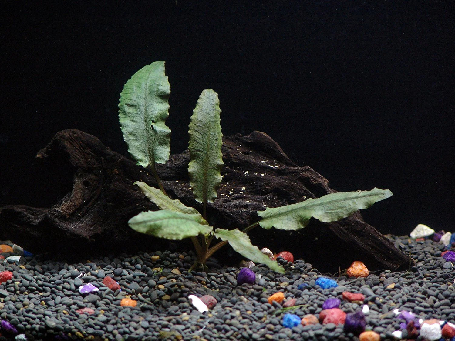 8 Species Aquarium Plants Bundle – Anacharis, Hornwort, Amazon Sword,