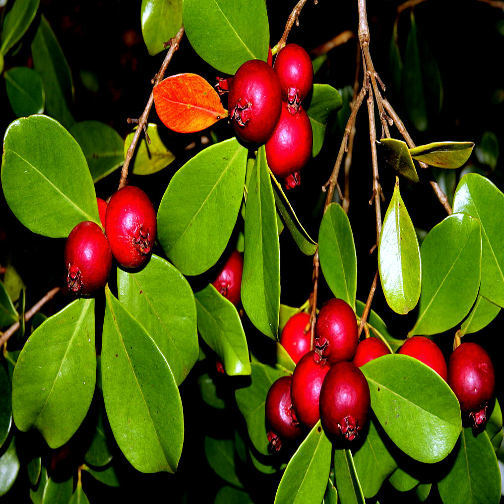 20 Strawberry Guava Tree Seeds (Psidium cattleianum) Edible Garden Fruit Plant