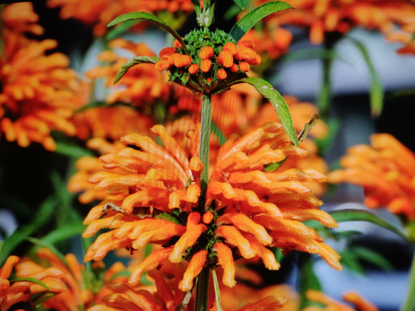 100 WILD DAGGA SEEDS(LEONOTIS LEONURUS/SEMILLAS DE COLA DE LEON