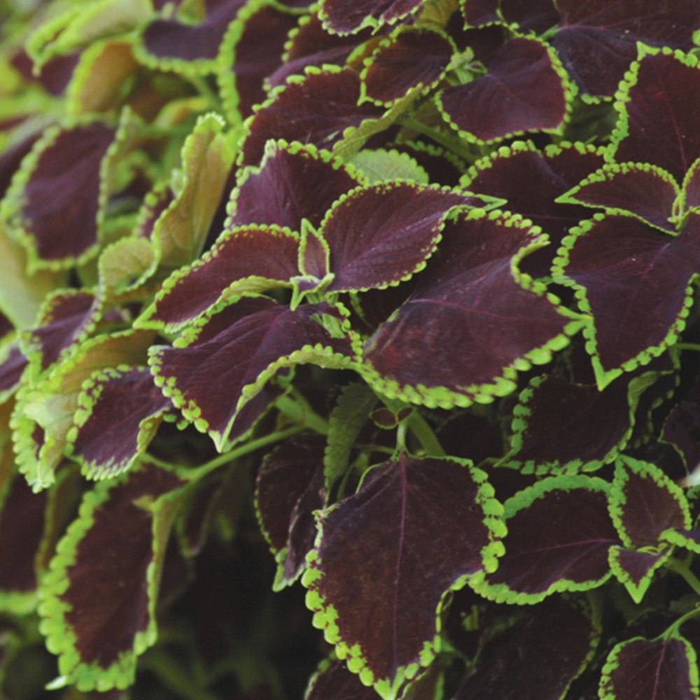 20 Seeds Coleus Flower Seed – Coleus Chocolate Mint Seeds