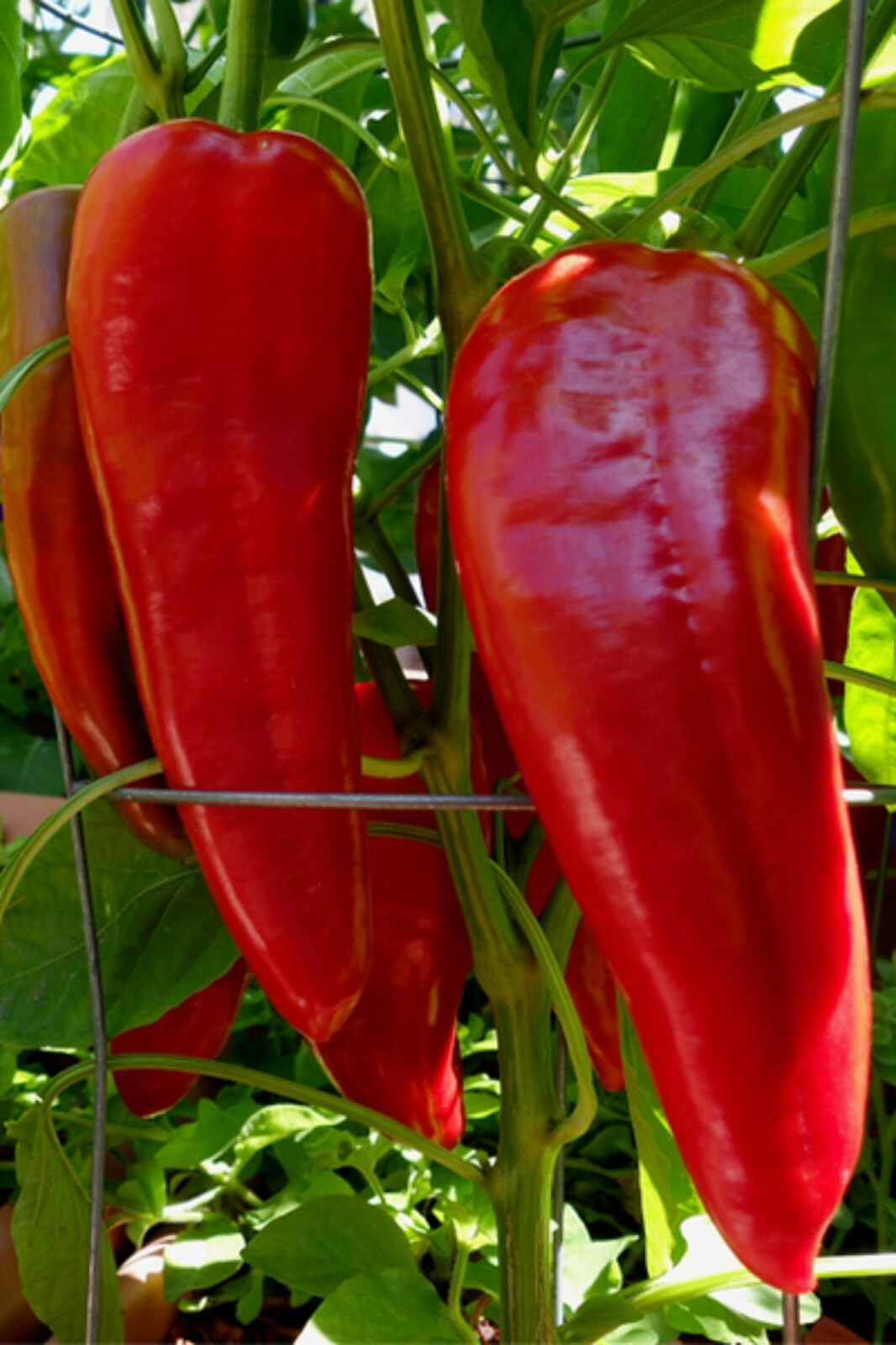 15 Giant Red Marconi Sweet Pepper Seeds  from Italy 8-10in Large Heirloom 