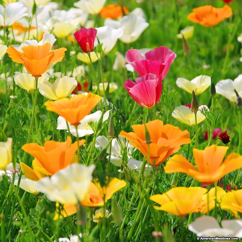 501+CALIFORNIA POPPY MIX Native Wildflower Seeds Flower Garden Patio Container