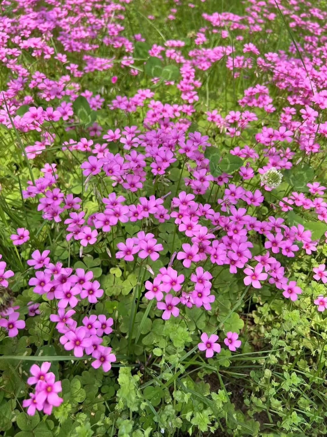24 Pack Live Iron Cross Shamrock Bulbs – Indoor & Outdoor Oxalis Plants for D…