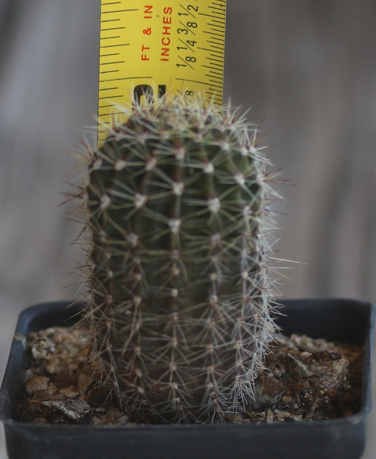Echinopsis hybrid ‘Arizona Sun’