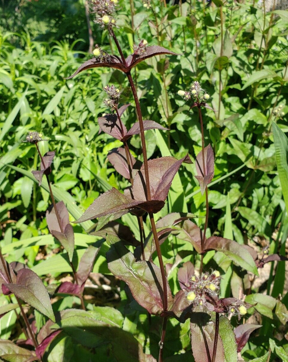 Husker Red Foxglove Beardtongue (50 seeds), nice foliage and flowers!