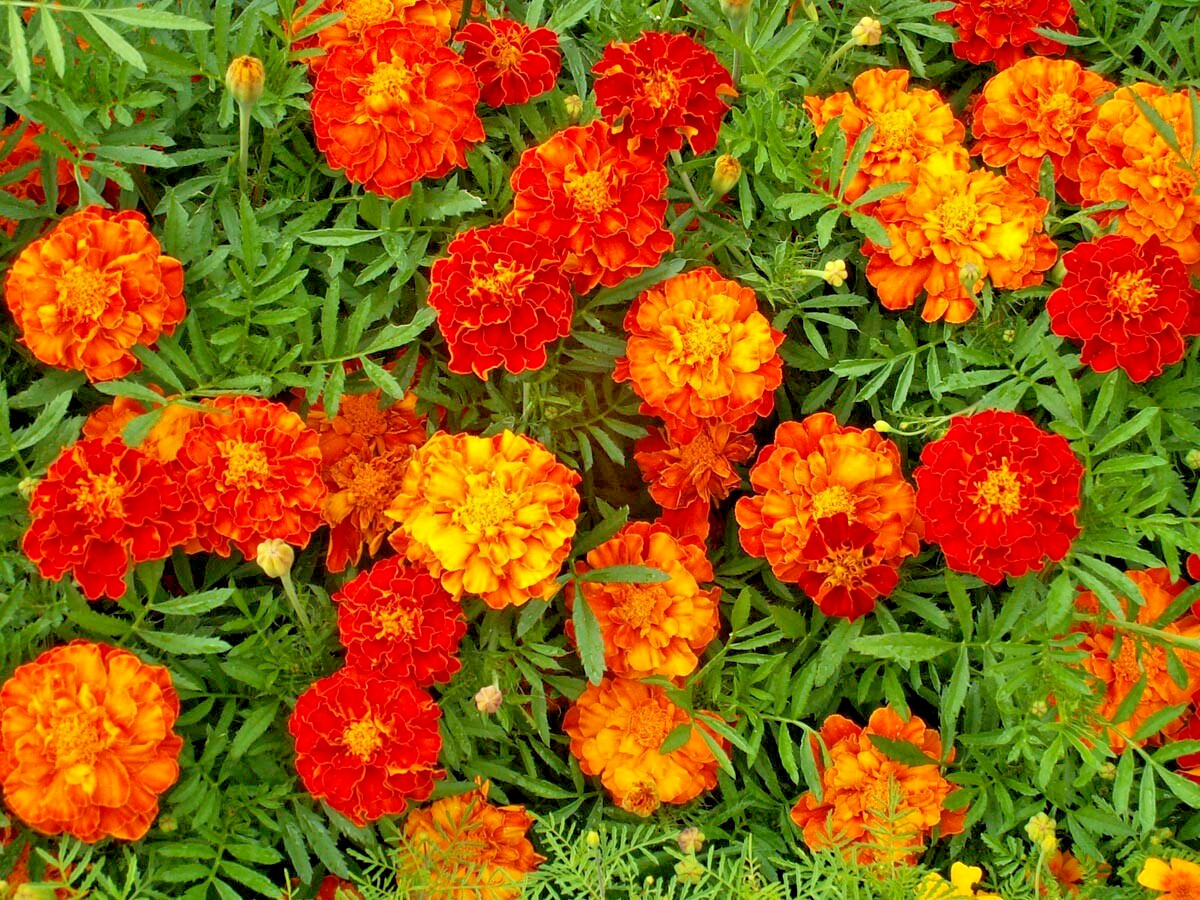 French Sparky Marigold Flower Mix Tagetes 225 Seeds Bicolor Orange, Yellow & Red