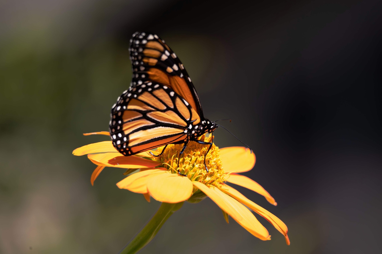 25 YELLOW TORCH MEXICAN SUNFLOWER Tithonia Speciosa Flower Seeds *Flat S/H