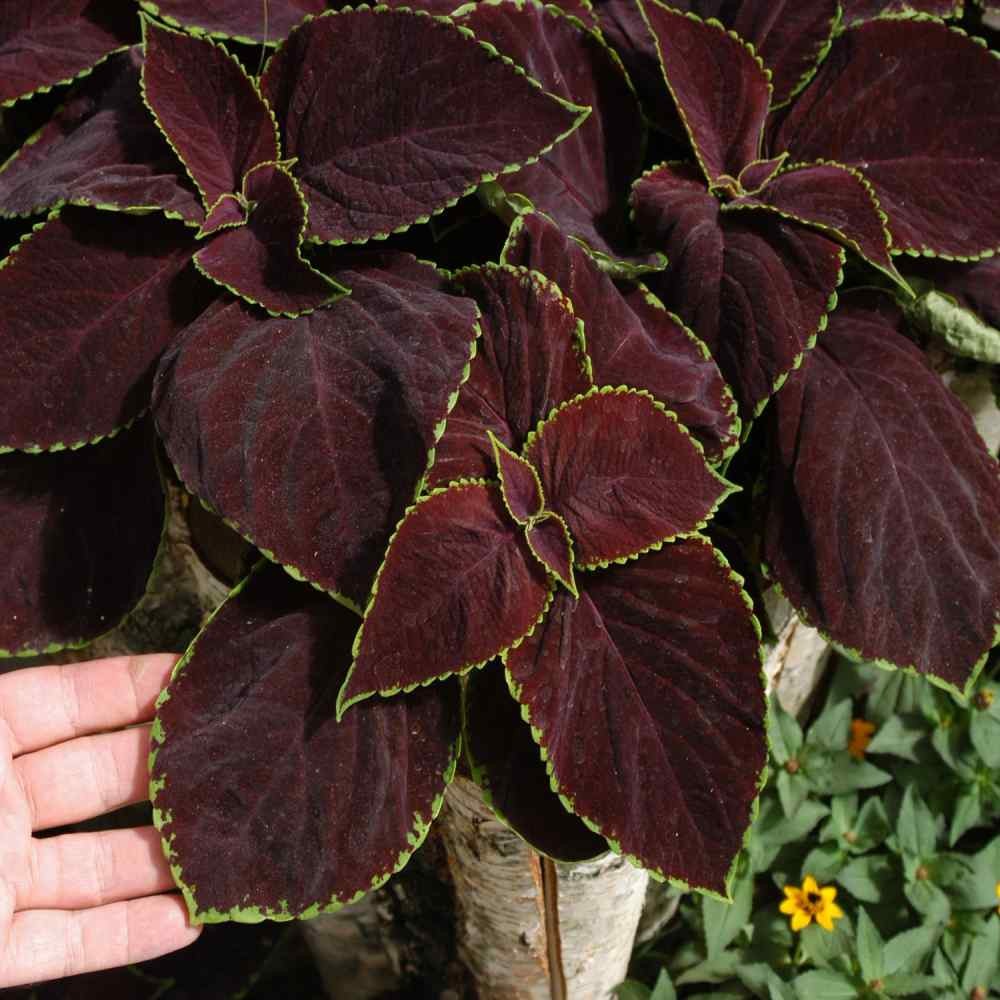 10 Seeds Coleus Flower Seed – Coleus Chocolate Mint Seeds