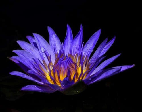 10 PURPLE WATER LILY Pad Nymphaea Sp Pond Lotus Flower Seeds *Combined Shipping