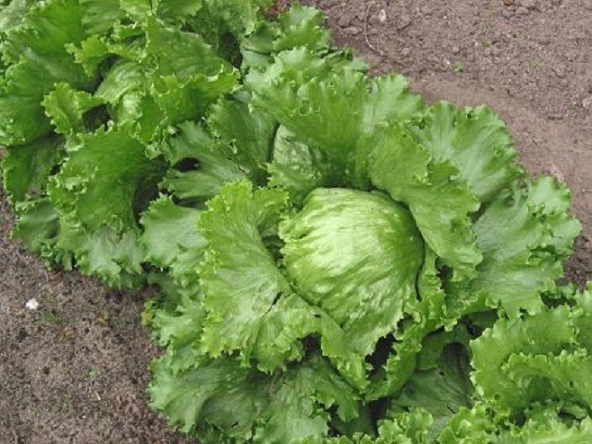 5,000 Lettuce Seeds Iceberg Lettuce Seeds 80 DAYS