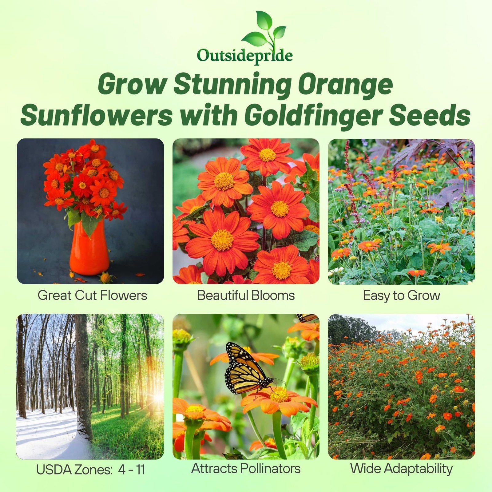 Goldfinger Mexican Sunflower Seeds – 500 Pcs Drought-Tolerant Tithonia Flowers